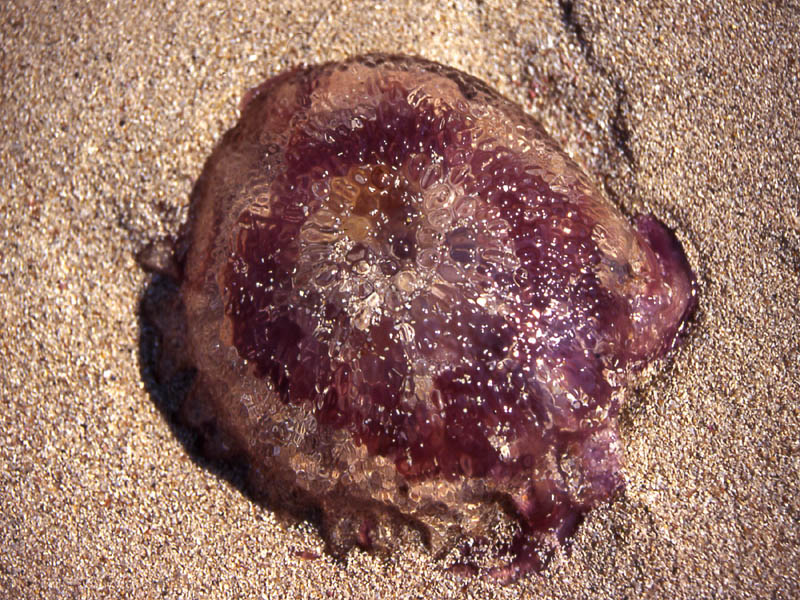 Pelagia noctiluca (Forsskl, 1775)